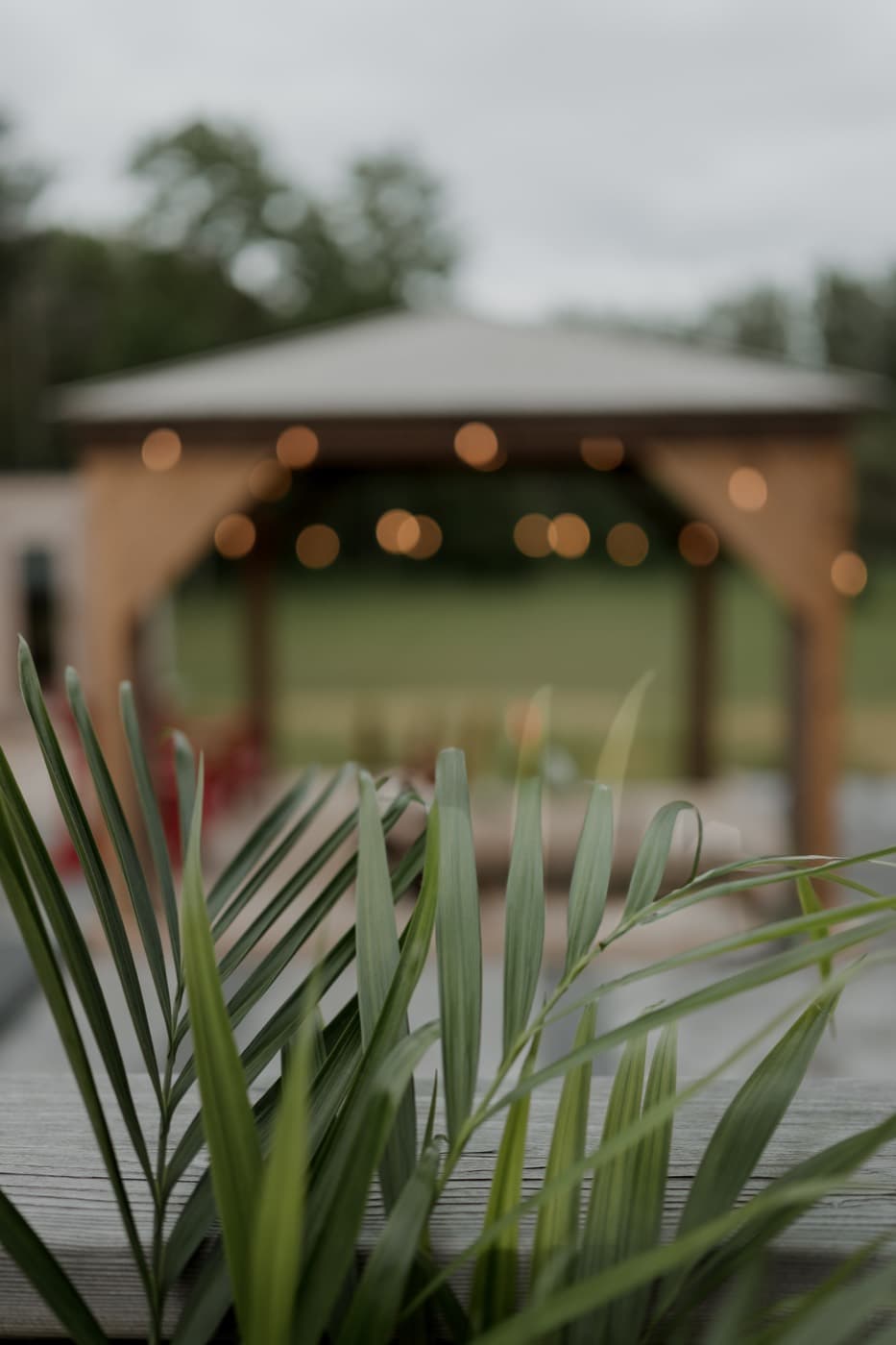 Palm fronds in the foreground with the lit gazebo softly out of focus behind them at dusk